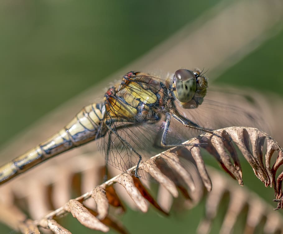 common darter, dragonfly, insect, odonata, summer, resting, nature, wings, wing, veins