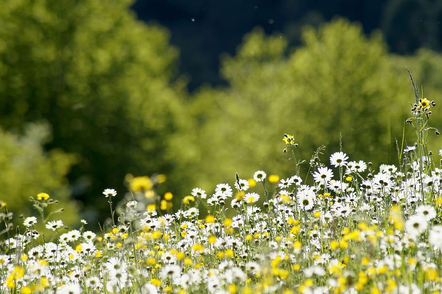 meadow, daisy, flower, marguerite, plant, green, white, yellow, bloom, flower meadow