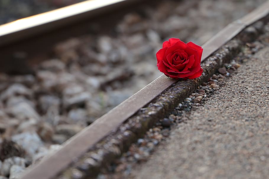 red rose near rail, remembering all victims, of suicide on rail, condolence, humble, loving memory, you are not forgotten, outdoor, red, flower