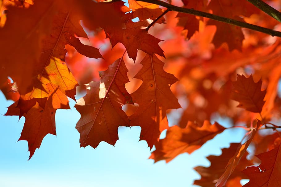 alam, daun, maple, batang, vena, tebal, merah, warna, musim gugur, langit