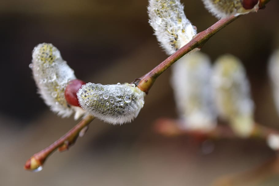 willow catkin, pasture, branch, bloom, drop of water, dew, nature, spring, grazing greenhouse, close up