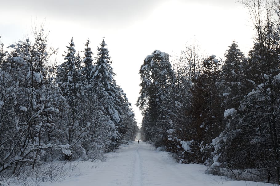 musim dingin, hutan, salju, cahaya, pemandangan, pohon, dingin, indah, putih, beku