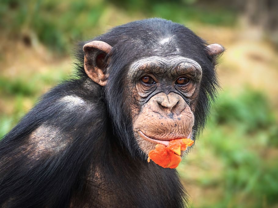 simpanse, monyet, kera, mamalia, kebun binatang, primata, potret, makhluk, binatang kebun binatang, dunia binatang