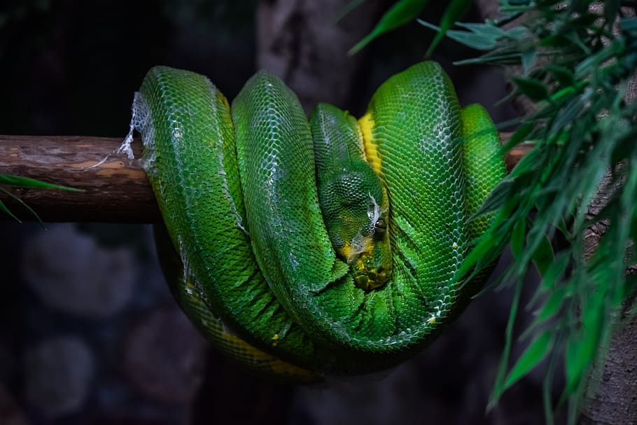 python pohon hijau, ular, hewan, reptil, hijau, alam, cabang, kebun binatang, liar, morelia viridis