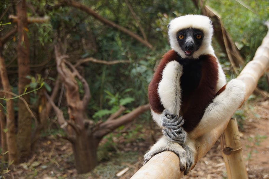 madagascar, lemur, mammal, monkey, nature, rainforest, zoo, animal, primate, cute