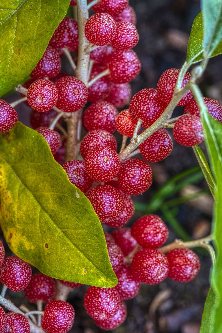 Как называется ягода на фото silver leaf, berry, natural, fruit, tart, vitamins, autumn, fresh, berry fruit, 