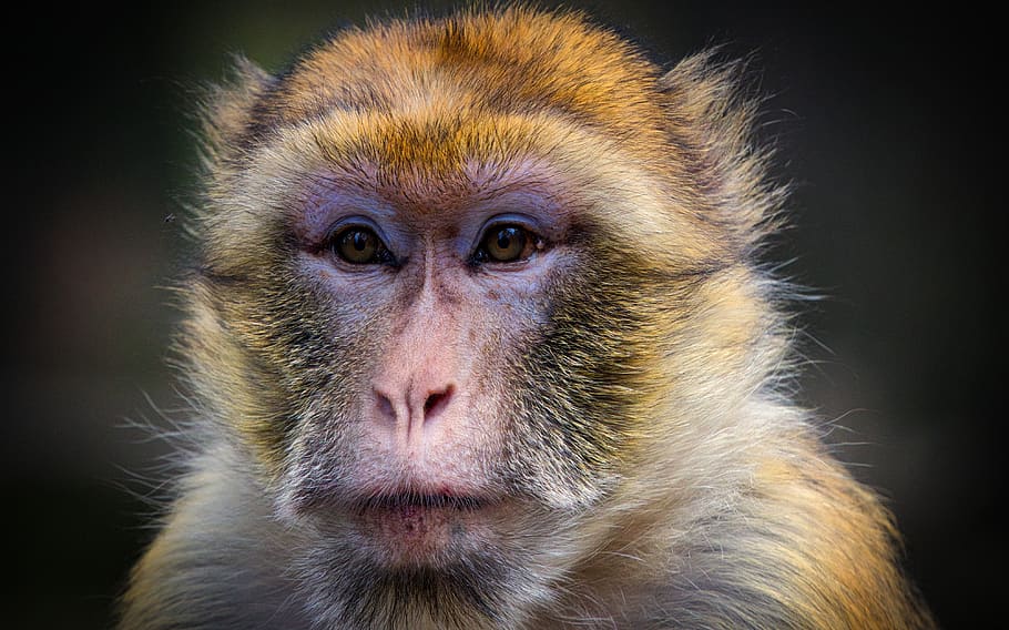 mono de Berbería, mono, caoba, animal, mamífero, primates, especies de macacos, retrato de animales, cabeza de animal, de cerca