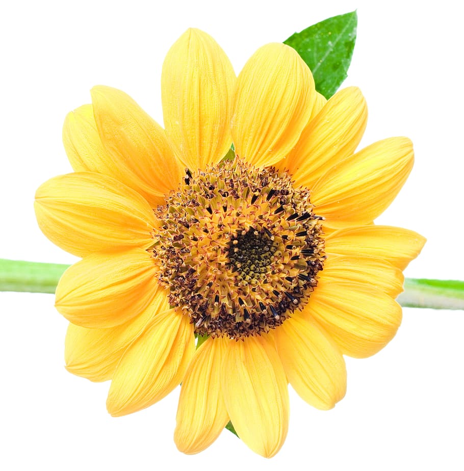 con2011, bunga, bunga matahari, kesegaran, kuning, tanaman berbunga, daun bunga, kepala bunga, keindahan di alam, perbungaan