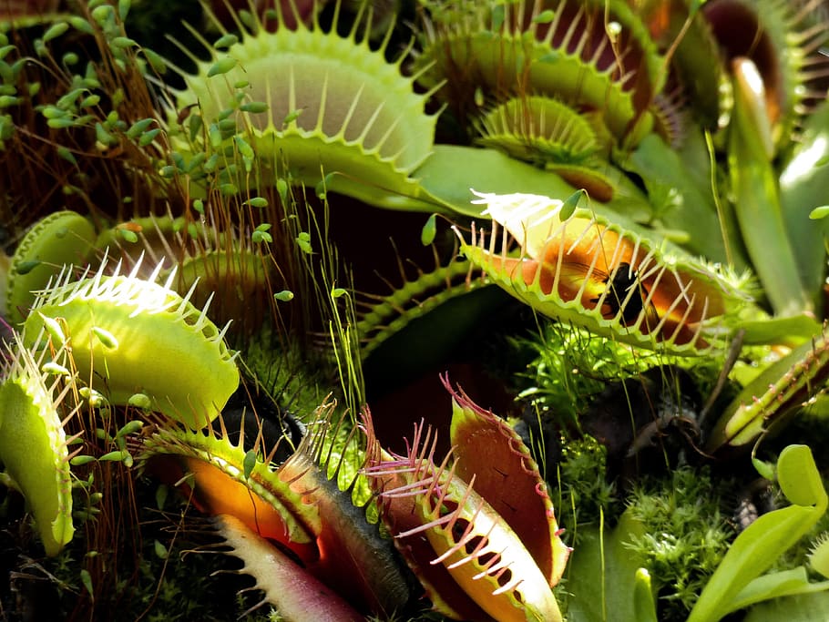 venus fly trap, fly trap, fly, trap, plant, predatory plant, death, green, tropical, green color