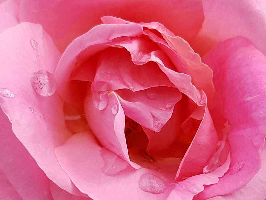 closeup, shot, rose, kelopak, tetesan air, tetesan., gambar bunga, gambar mawar, foto mawar, gambar mawar merah muda