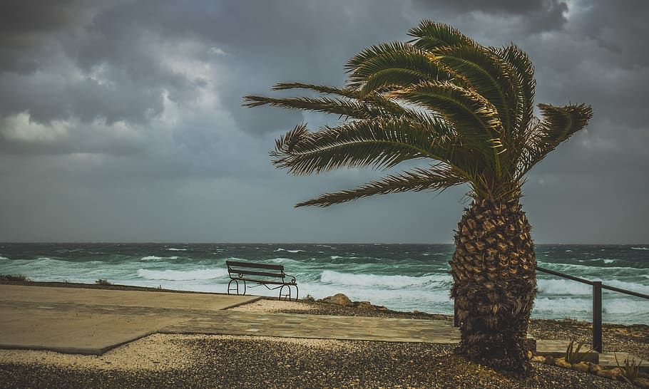 palmera, viento, ventoso, clima, tormentoso, tormenta, mar, paisaje, mar agitado, cielo