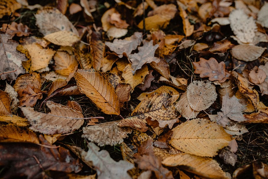 musim gugur, berjalan, hutan, berkabut, cuaca, november, kabut, daun, bagian tanaman, kering