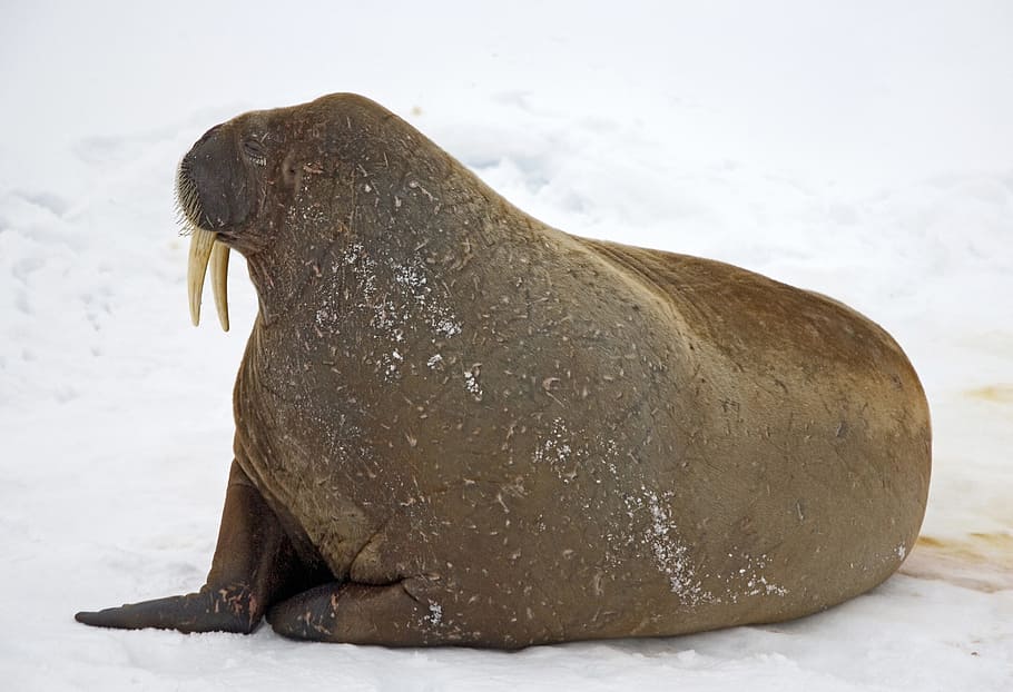 snow, walrus, winter, cold, ice, animal, nature, animal themes, one animal, cold temperature