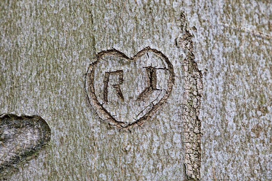 árvore, casca, entalhe, esculpida, nome, madeira, natureza, amor, coração, texturizado