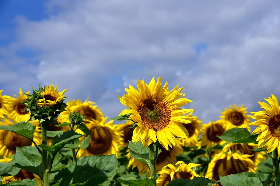 girasol, campo de girasol, cielo, nubes, viento, nubosidad, brillante,  flores, verano, flora | Pxfuel