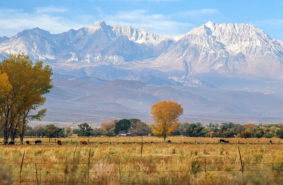 cottonwood trees, autumn grass, inyo, national, forest, bishop, california, bright, colorful, fall