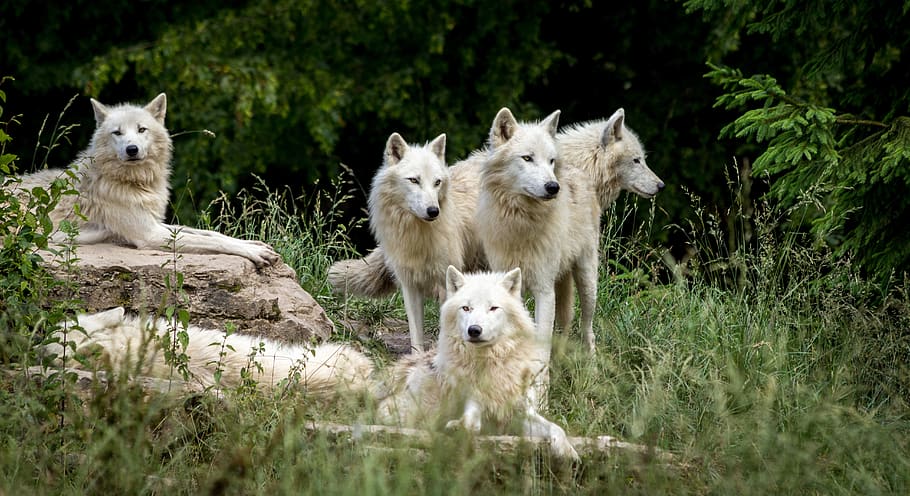 wolves, park, wolf, wild, nature, carnivores, zoo, mammals, landscape, forest