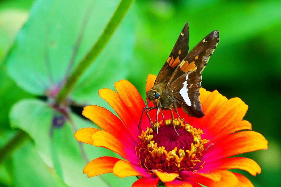 imagens, borboleta skipper, descansando, flor zínia, flor., imagens de borboleta, fotos de borboleta, borboletas, planta de florescência, flor