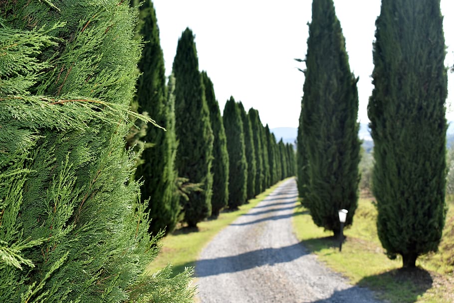 cypress trees, tuscany, landscape, viale, campaign, nature, green, summer, plant, green color