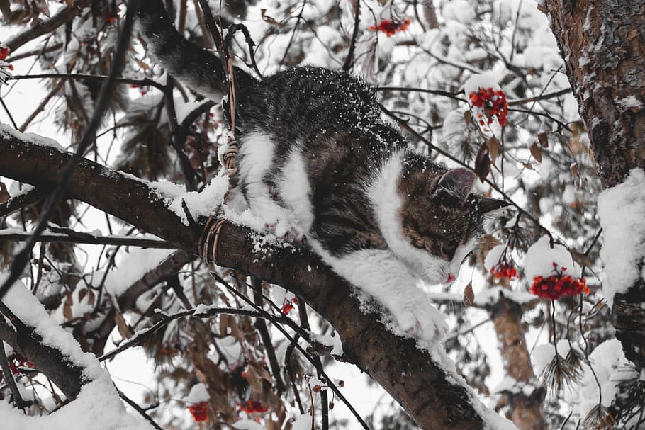 cat, winter, kitten, frost, animals, nature, cute, rowan, snow, tree