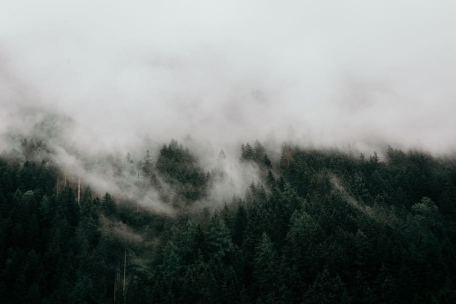 fog, foggy, gray, green, mountains, trees, tree, plant, beauty in nature, scenics - nature