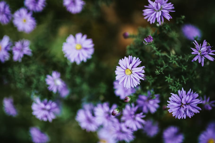 фиолетовые цветы крупным планом, крупным планом, цветы, флора, луг, пурпур, фиалка, цветущее растение, цветок, свежесть