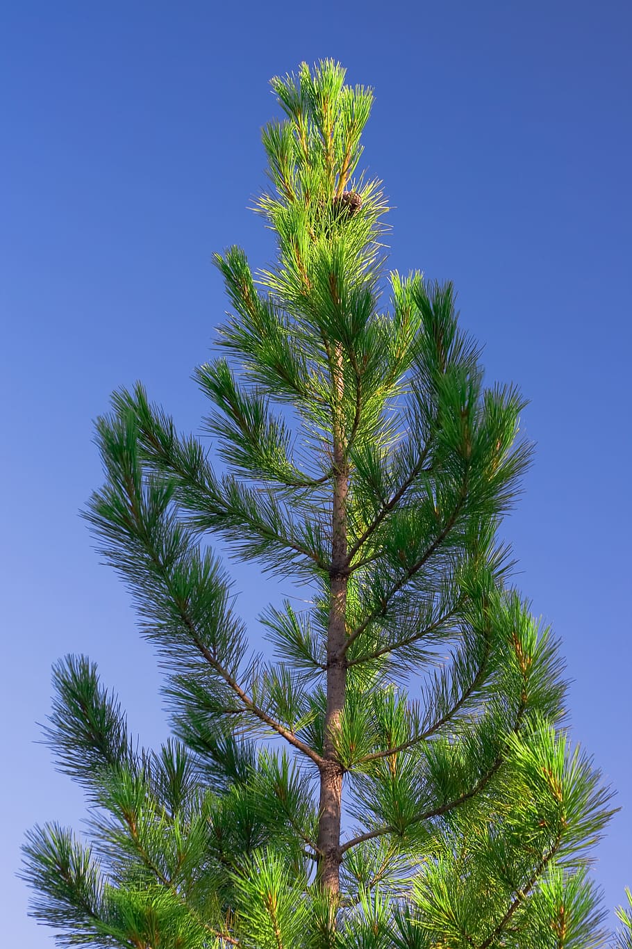 nature, scene, fir, pine, tree, green, plant, sky, growth, low angle view
