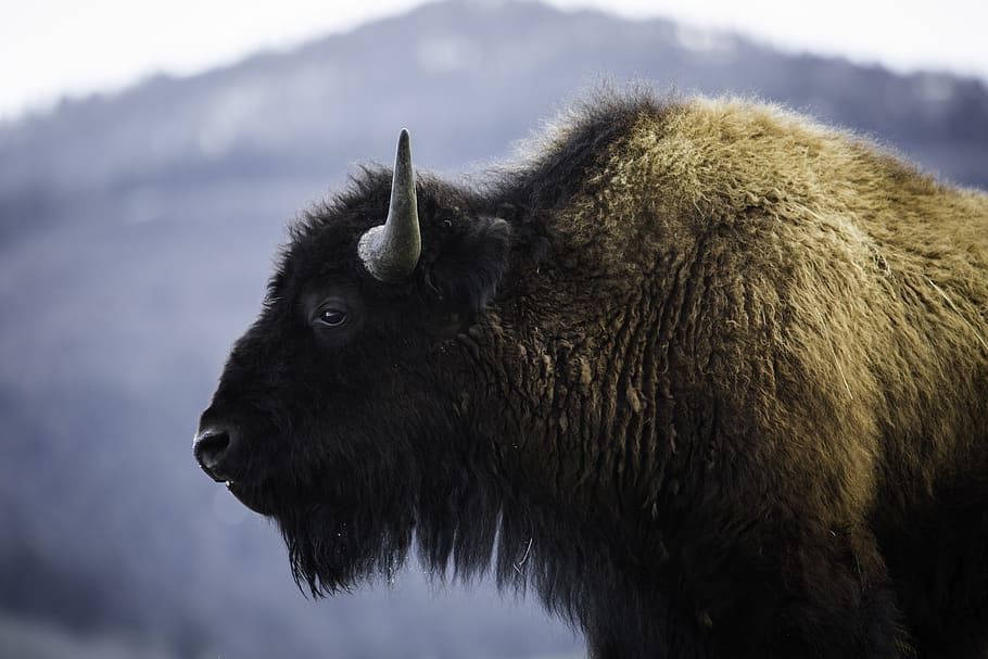 bison, kerbau, hewan, binatang menyusui, liar, besar-besaran, alam, potret, hutan belantara, amerika serikat