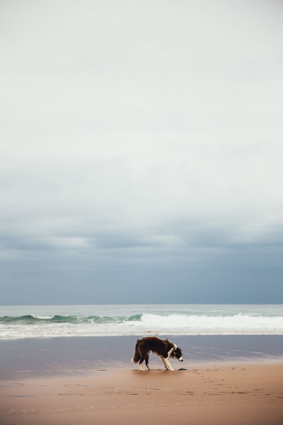 dog, beach, waves, background, animal, cloudy, ocean, puppy, sand, walking