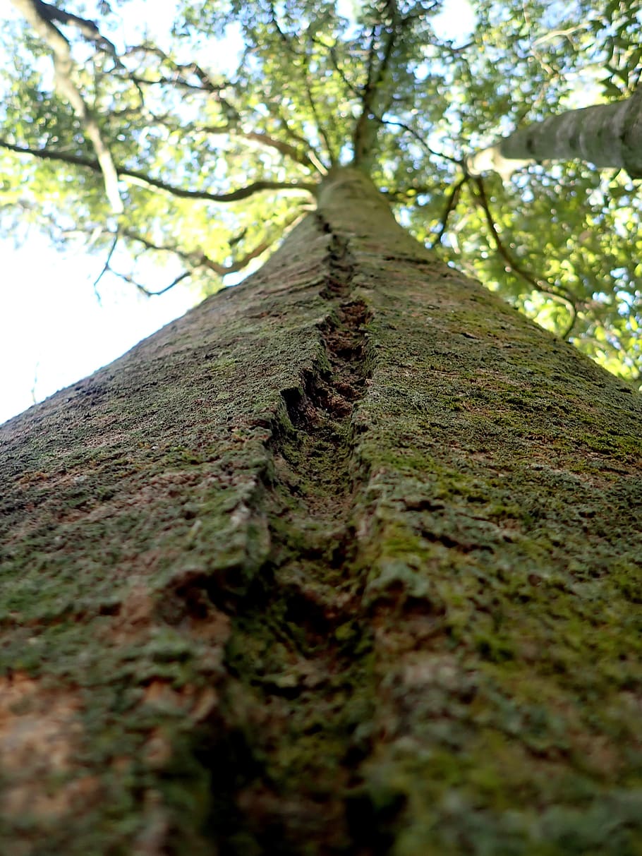 tree, trunk, groove, bark, grooves, wood, nature, plant, large, tree trunk