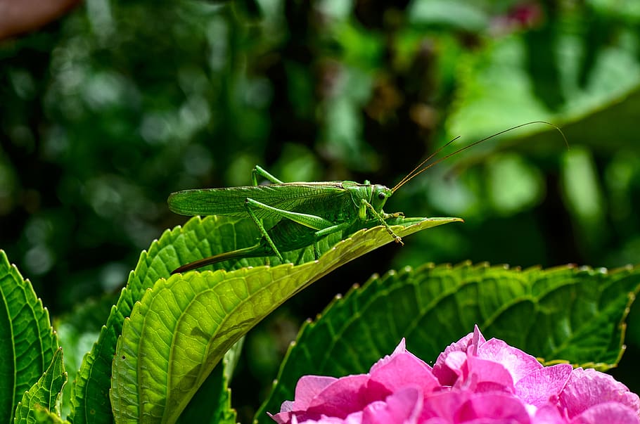 viridissima, green, insect, nature, grasshopper, summer, skip, leaf, plant, plant part