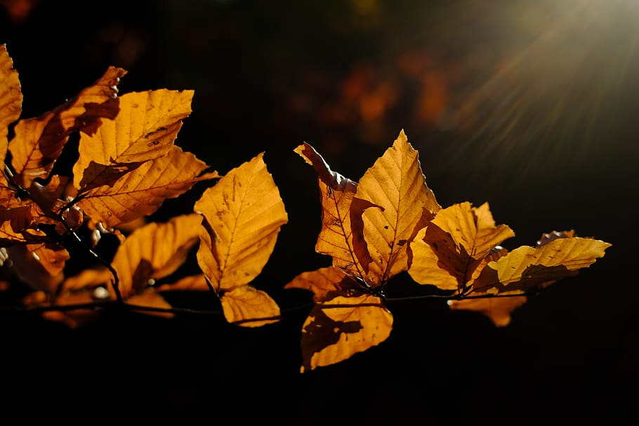 leaves, hornbeam, branch, fall color, mood, autumn mood, golden october, leaf, plant part, autumn