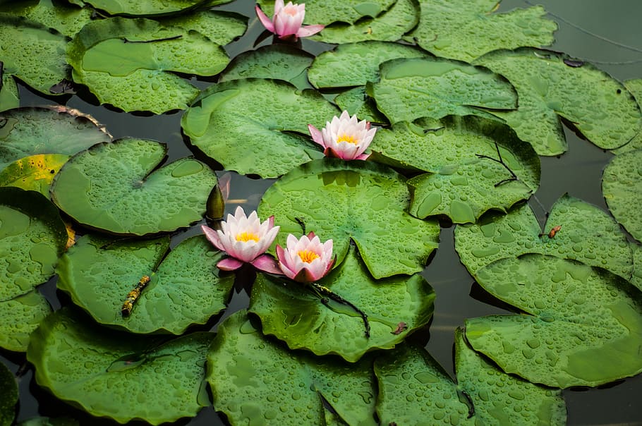 lotus flower, water lilies, rosa, green, flowers, water lily, leaves, nature, green color, flower