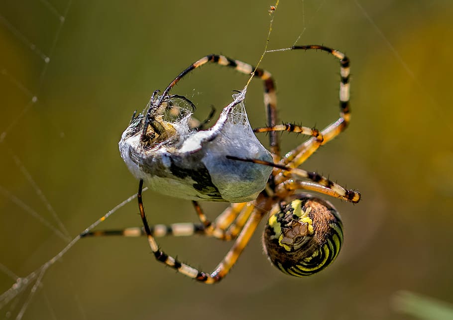 laba-laba, serangga, arakhnida, alam, jaring laba-laba, araneus diadematus, tema binatang, satu binatang, hewan, satwa liar hewan