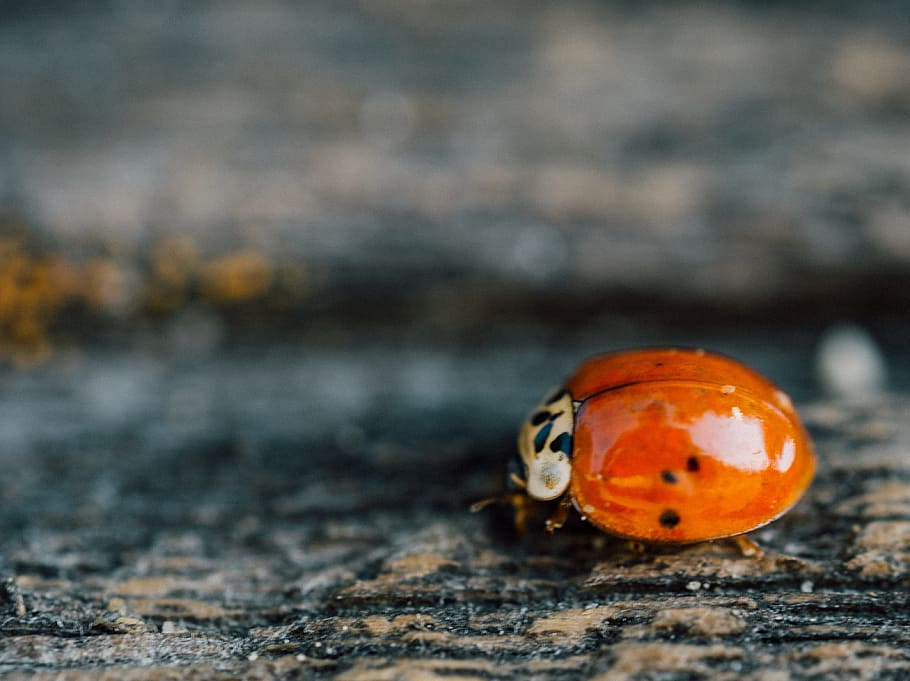ladybug, ladybird, insect, nature, animal wildlife, animals in the wild, one animal, invertebrate, close-up, beetle