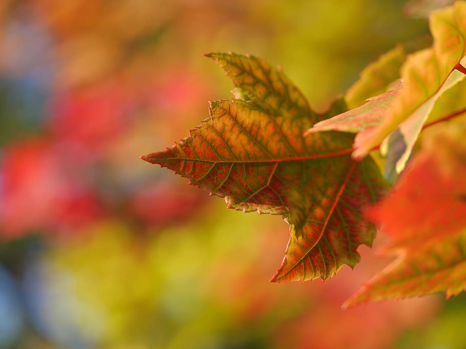 daun maple, daun, pohon, alam, musim gugur, gugur, bagian tanaman, perubahan, close-up, keindahan di alam
