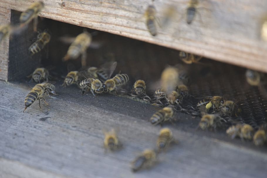 abejas, enjambre de abejas, la colmena, letáč, apicultura, grupo de animales, enfoque selectivo, temas de animales, insectos, gran grupo de animales