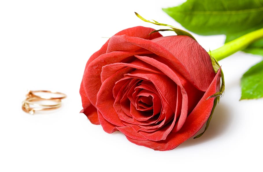 flor, anel, vermelho, branco, amor, closeup, isolado, decoração, cerimônia, dois