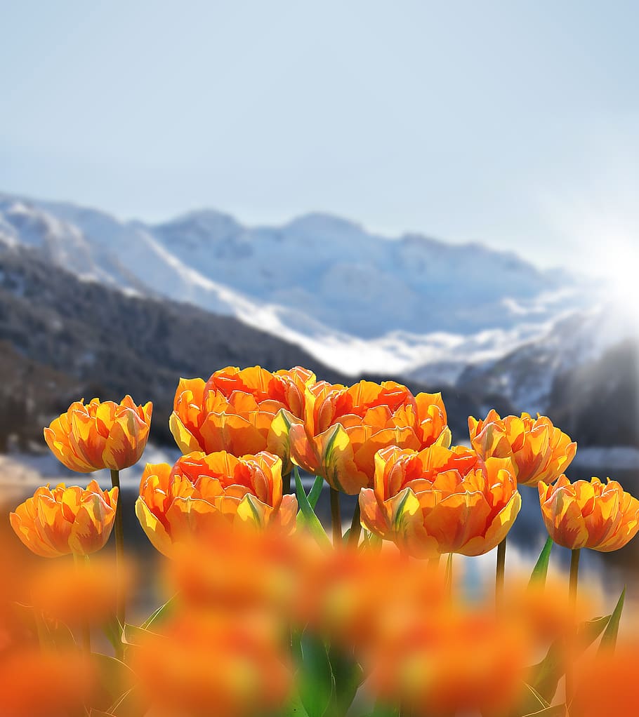 nature, spring, flowers, tulips, spring flowers, outlook, mountains, background, android wallpaper, beauty in nature