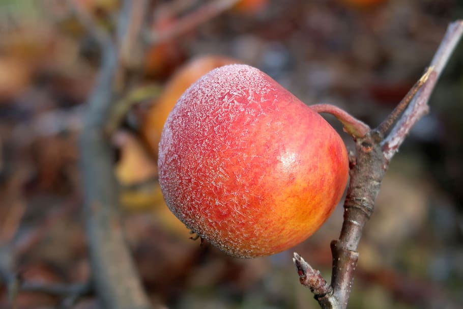 winter, apple, frozen, icy, wintry, cold, frost, nature, left, frosty