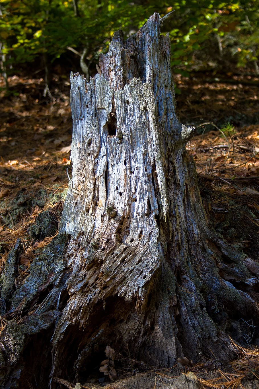 old, rotten, tree stump, stump., tree, wood, stump, plant, wood - material, land