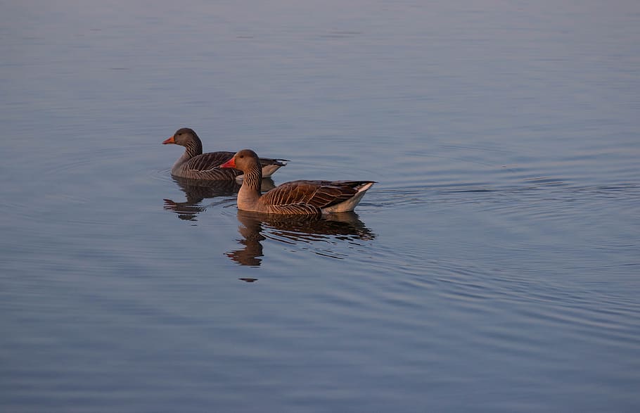 greylag goose, goose, bird on water, pair of geese, geese, dawn, dusk, geese swimming, poultry, animal