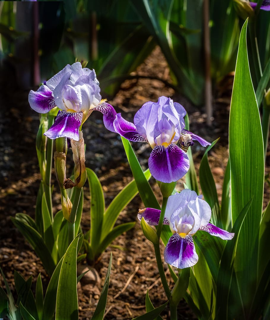 iris, violeta blanca, flor, primavera, jardines presby iris, planta  floreciente, vulnerabilidad, fragilidad, planta, belleza en la naturaleza |  Pxfuel