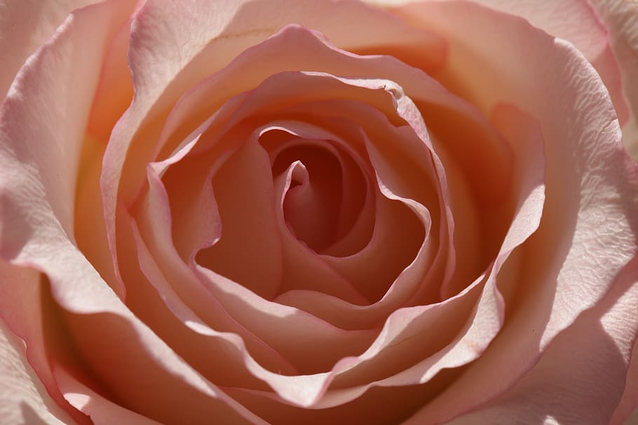 rosa, rosa iluminada por el sol, rosa única, rosa durazno, flor, jardín, romántico, floración, amor, una sola flor