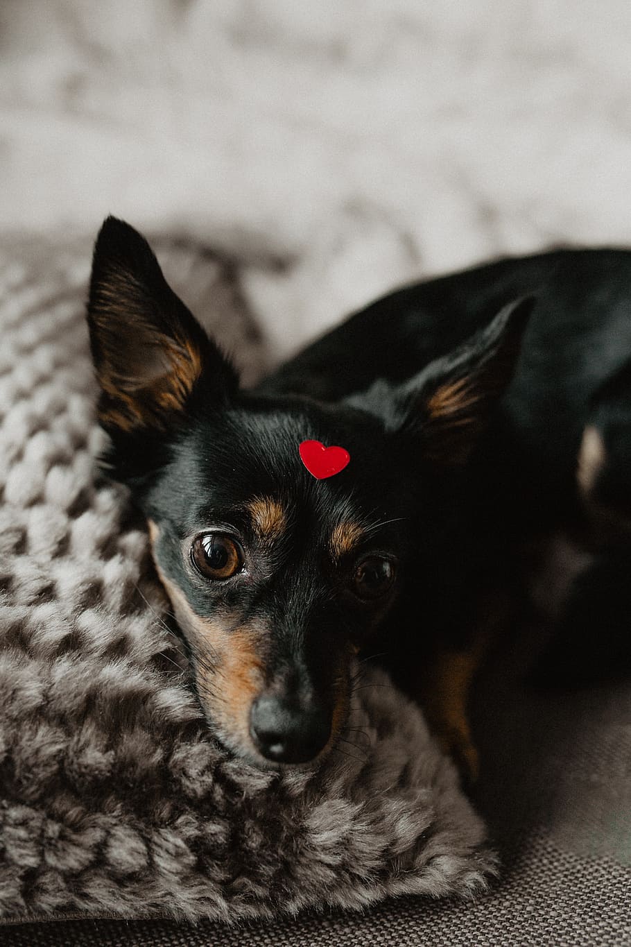 dog, heart, head, pet, animal, cute, puppy, adorable, love, red
