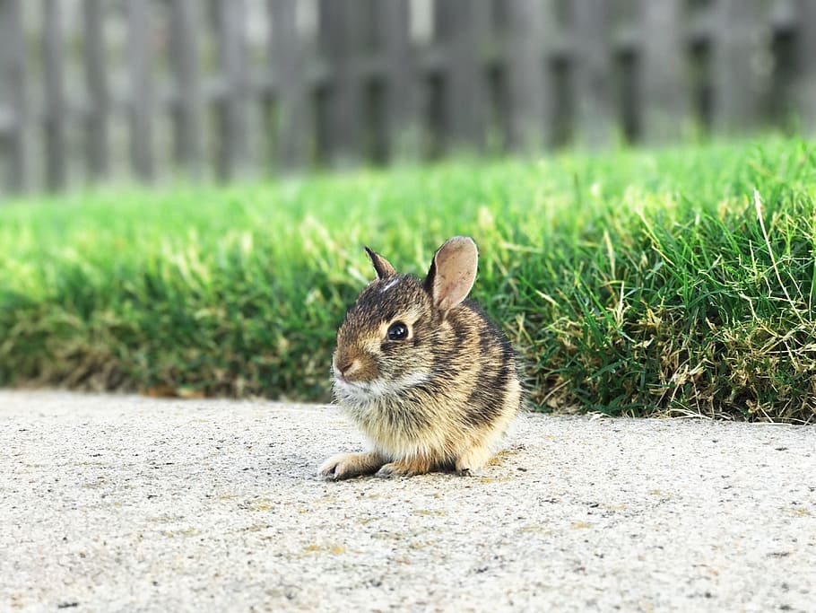 baby bunny, rabbit, mouse, animal, cute, sidewalk, grass, nature, outdoors, yard
