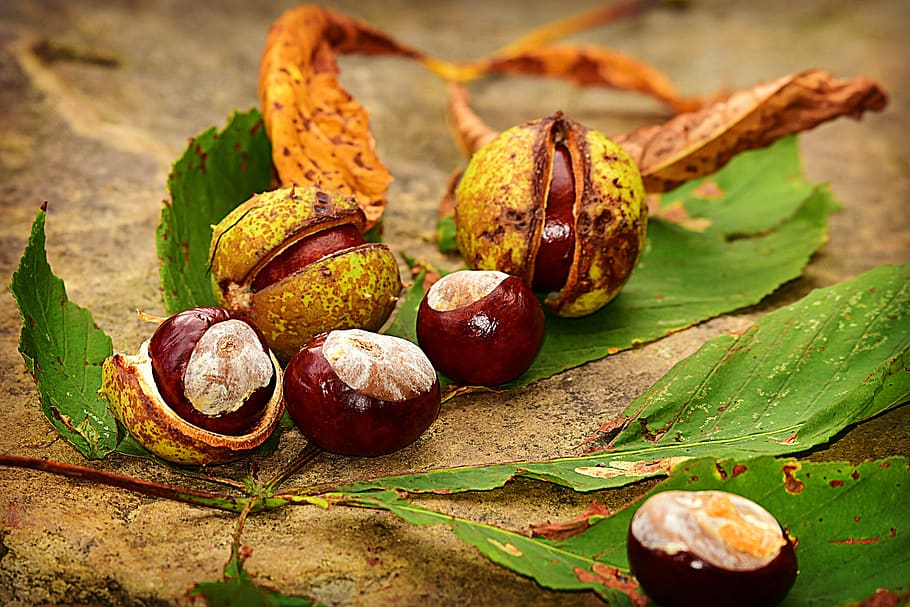 chestnut, nut, conker, husk, autumn, leaf, shiny, castanea, fruit, food