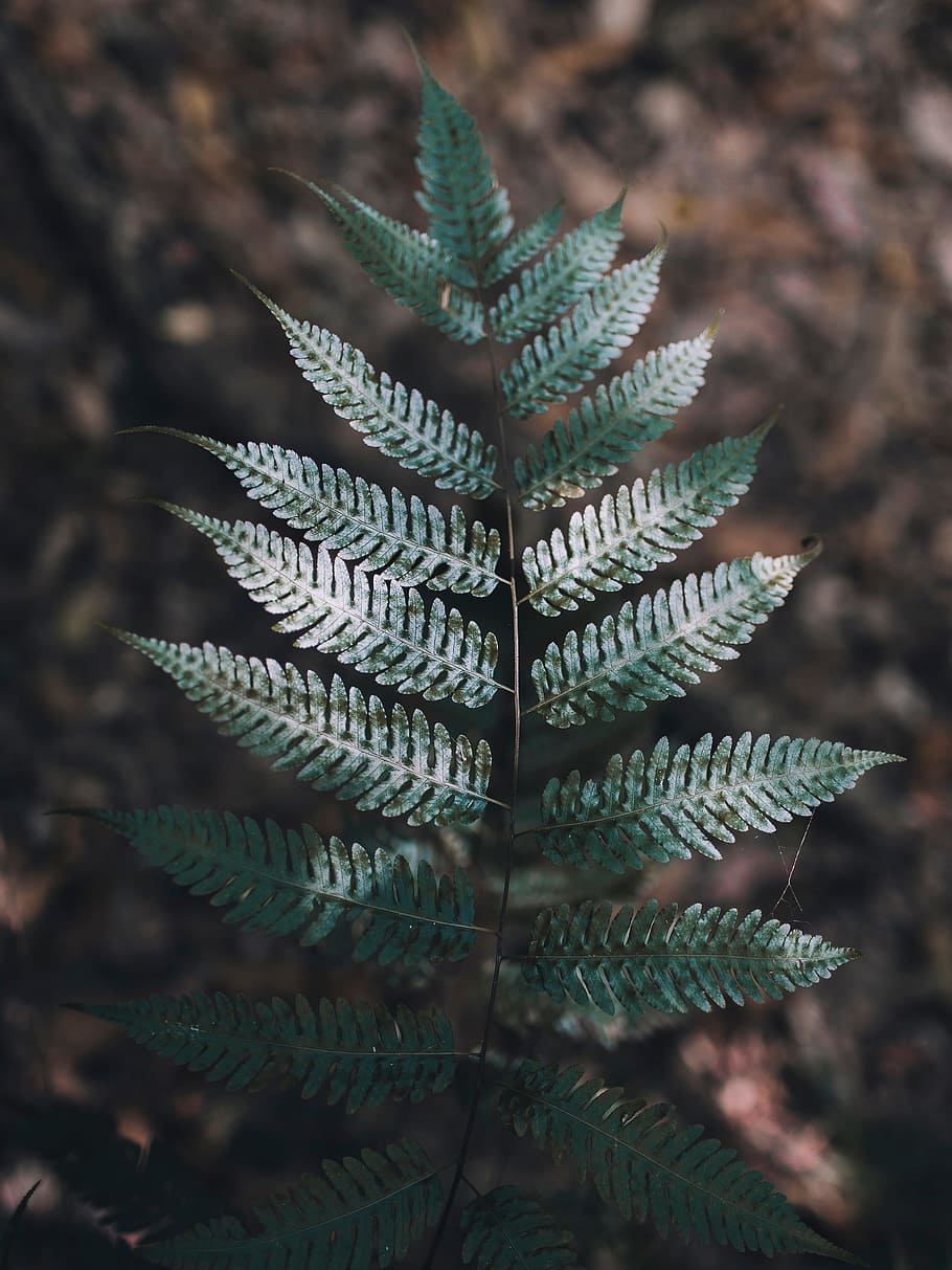green, leaf, fern, plant, nature, blur, close-up, growth, green color, focus on foreground