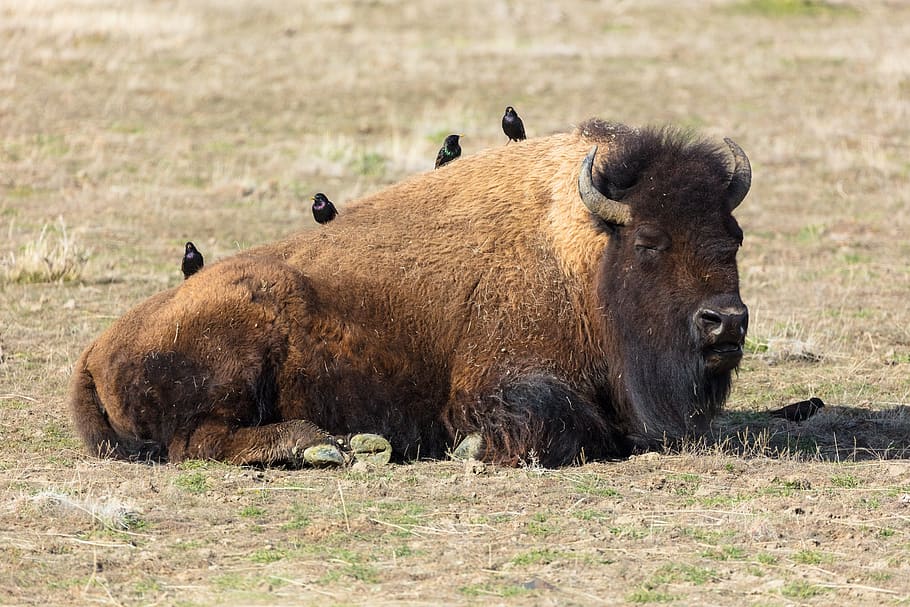 bison, buffalo, american, animal, wildlife, nature, head, portrait, mammal, resting