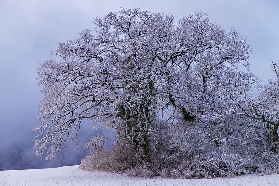 árvore, neve, maduro, solitário, frio, inverno, natureza, paisagem, de inverno, branco